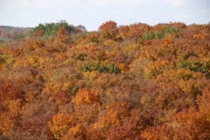 October 10th 2018 Nottawasaga Bluffs